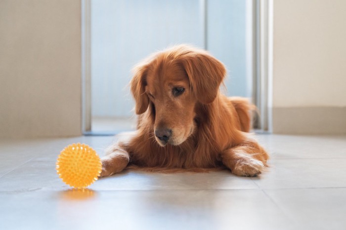 ボールを見つめる犬