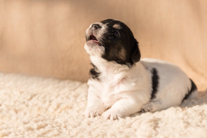 吠えて何かを訴えているような子犬