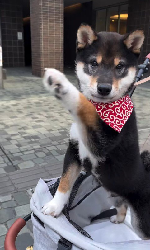 カートに乗ってお散歩中の猪之助くん