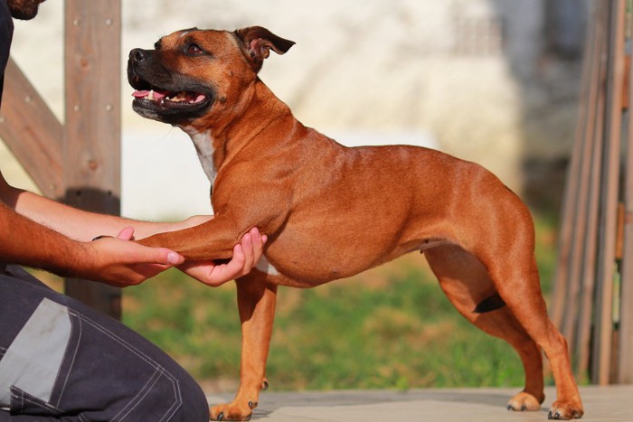 飼い主にマッサージされる犬