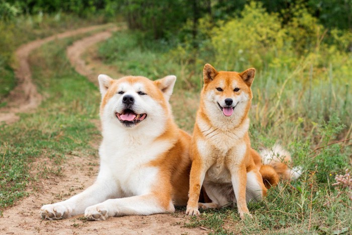 秋田犬と柴犬