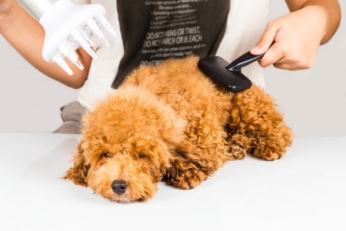 ブラッシングされながらドライヤーをあてられる犬