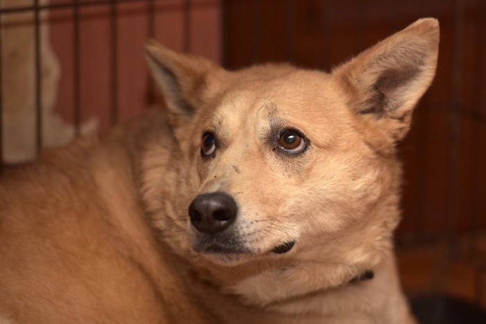 上目遣いの犬