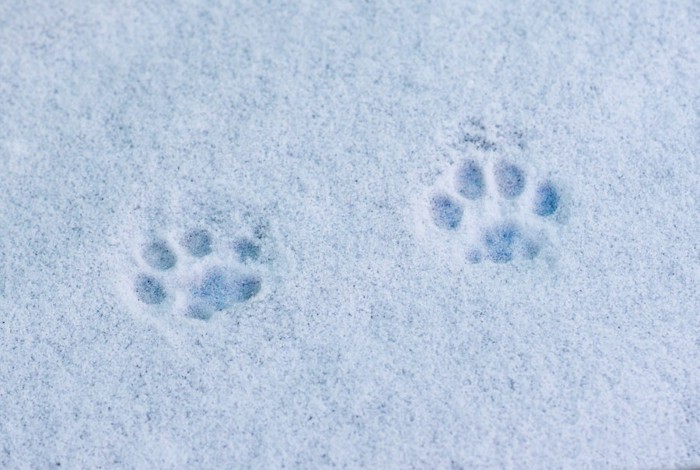 雪についた肉球の跡