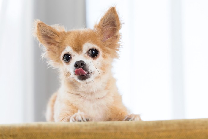 口元を舐めながら正面を見つめる犬