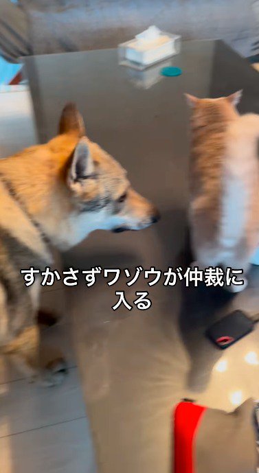 大型犬を見つめながら立ち去る猫
