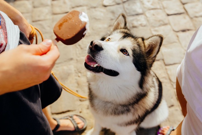 飼い主の持つアイスを見つめる犬