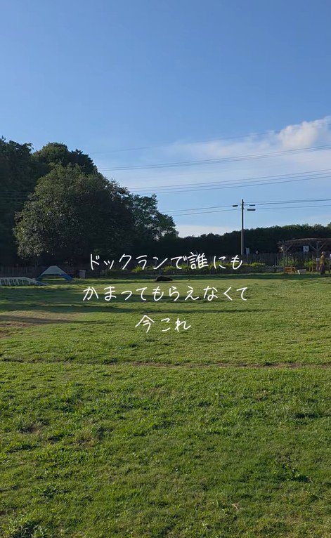 ドッグランでひとり遊びをするノアくん