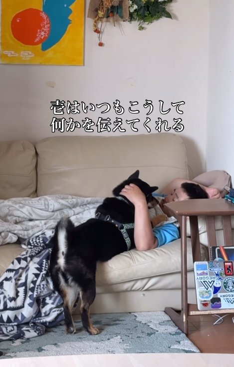 飼い主の顔を見つめる柴犬