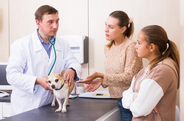 犬がいちじくを食べてしまった時の対処法