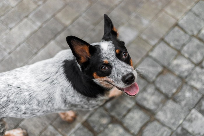 見上げる犬