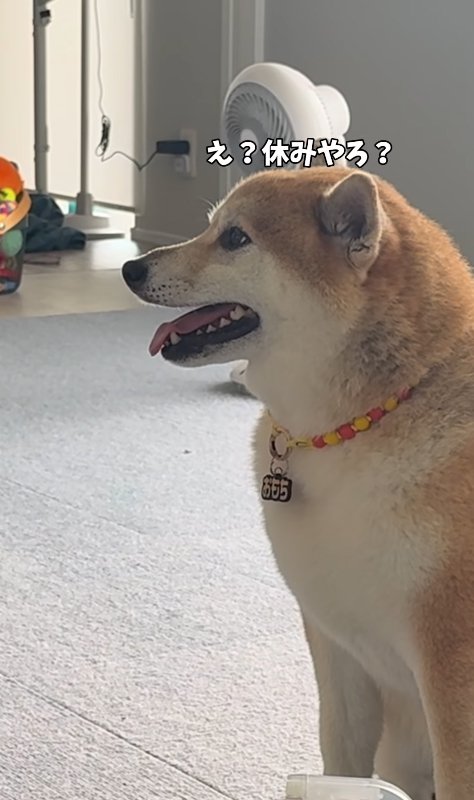 飼い主に目で問いかける柴犬