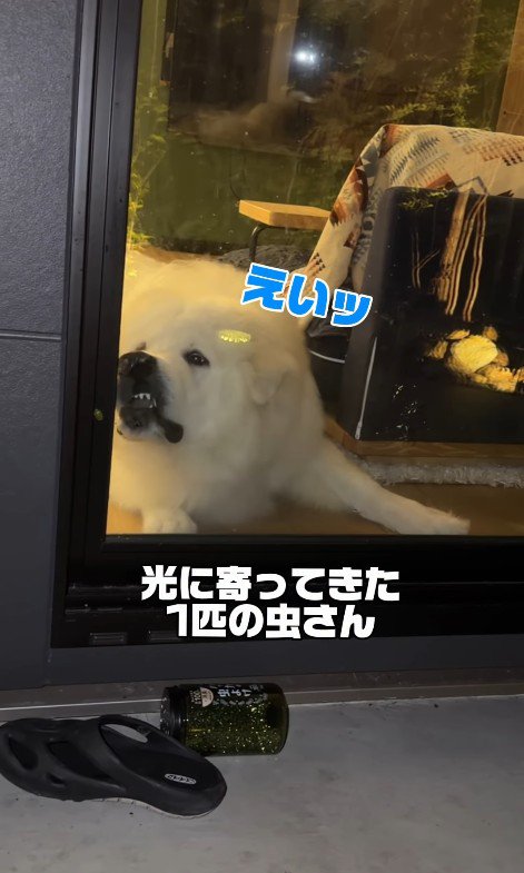 「なんだコイツ？食べてやる！」