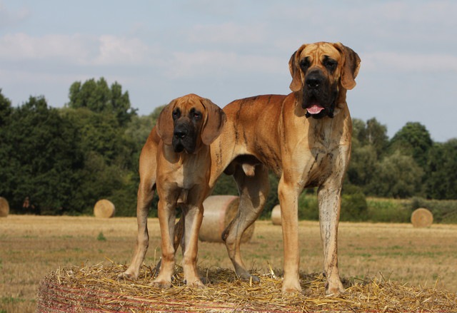 2匹の犬