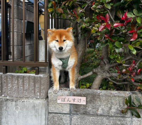 可愛すぎる