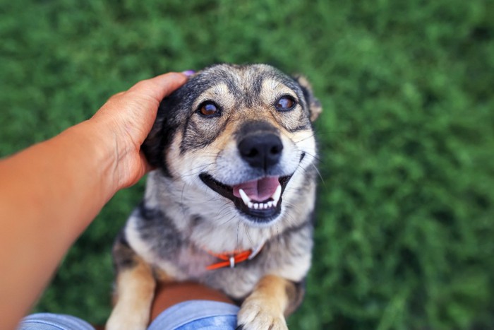 人間を見上げて立ち上がっている犬