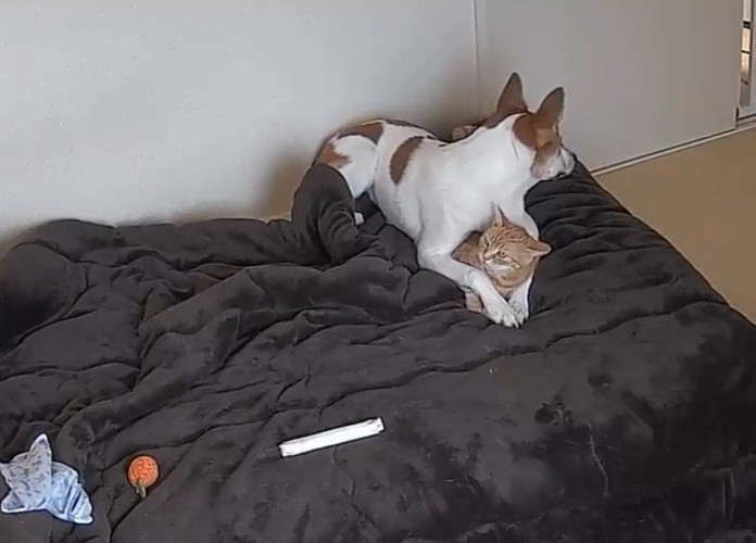 足の間に猫さんが！！