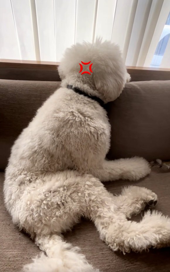 人間の子どものようなハクくん