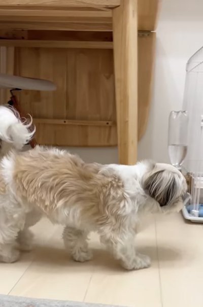 ハウスに向かって歩く小型犬