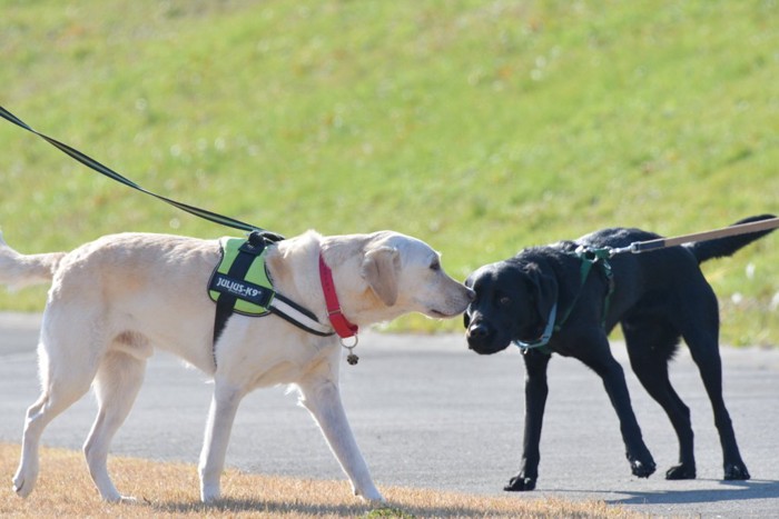 二匹の大型犬