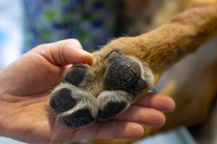 犬の肉球アップ