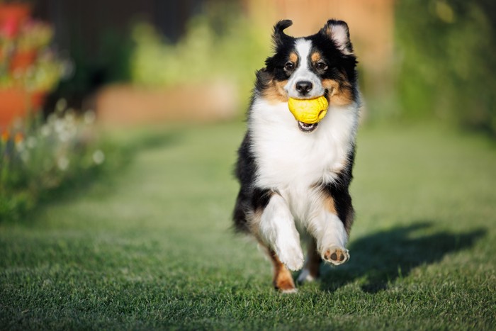 ボールをくわえて活発に走るミニチュアアメリカンシェパード