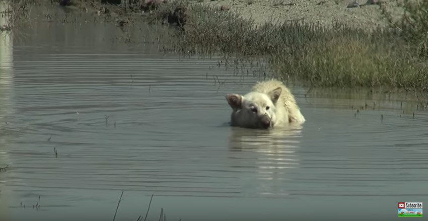 水に体を浸す犬