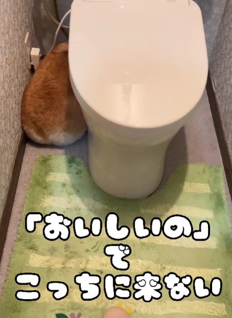 おやつにも釣られない…