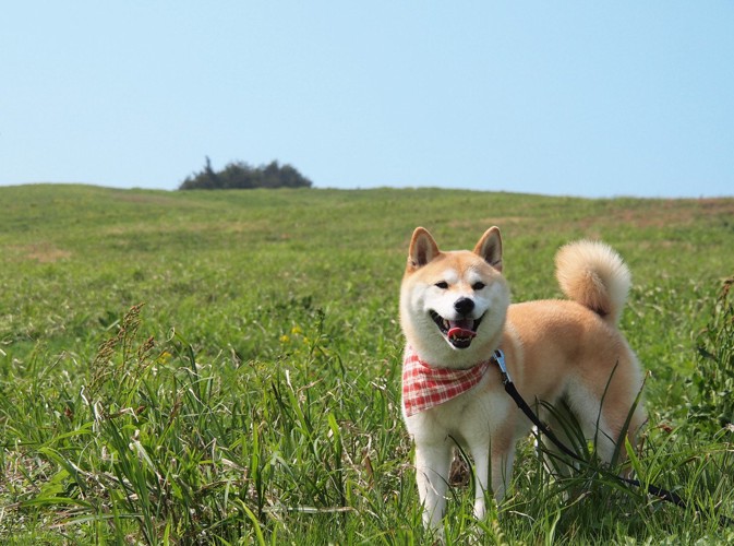 草原と柴犬、赤いバンダナ