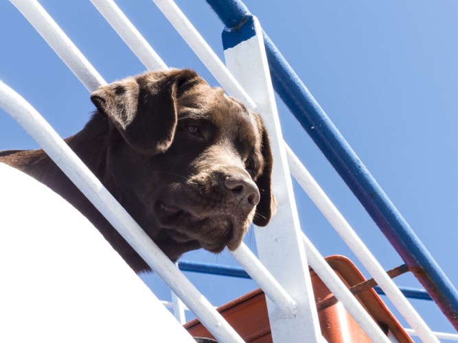 下を見下ろす垂れ耳の犬