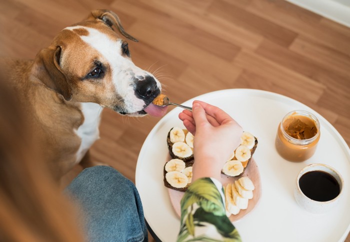 犬にピーナッツバターを与えても大丈夫