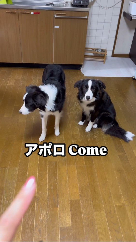 指をさす飼い主とボーダーコリー2匹