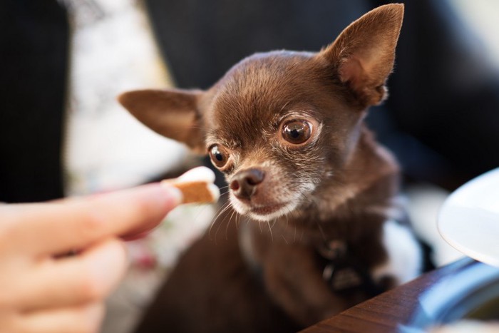 ケーキを見る犬