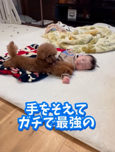 前足を添える犬