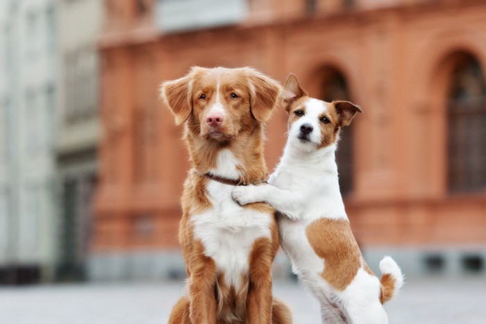 座る2頭の犬