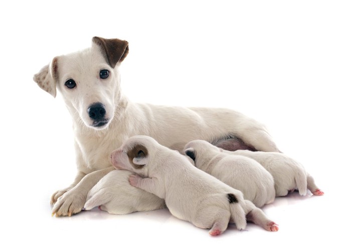 ジャックラッセルテリアの母犬と子犬たち