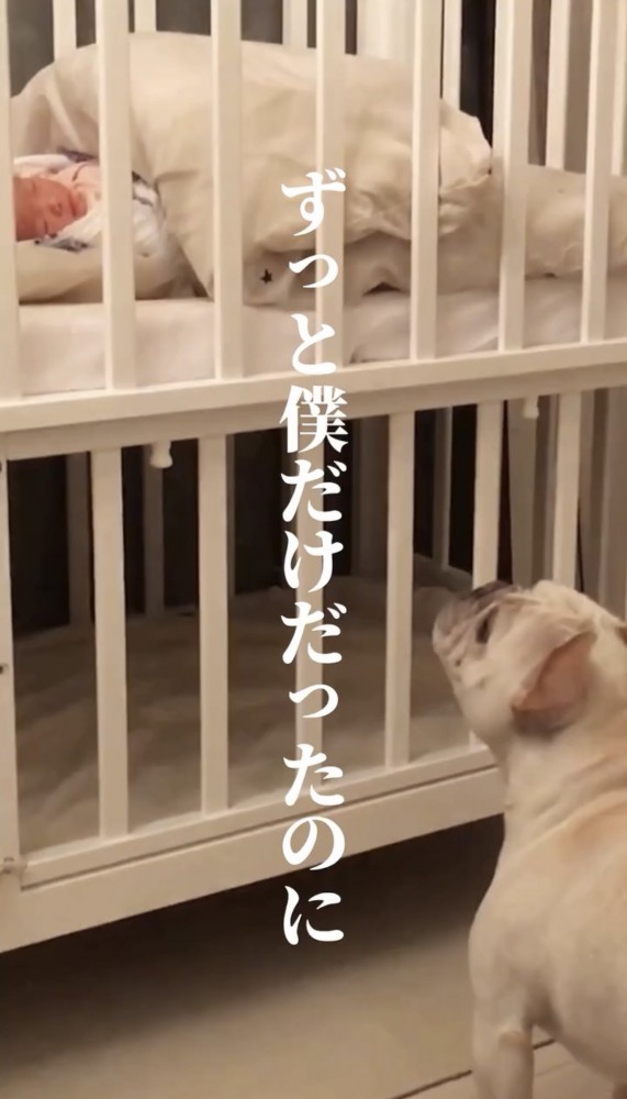 ベビーベッドを見つめる犬