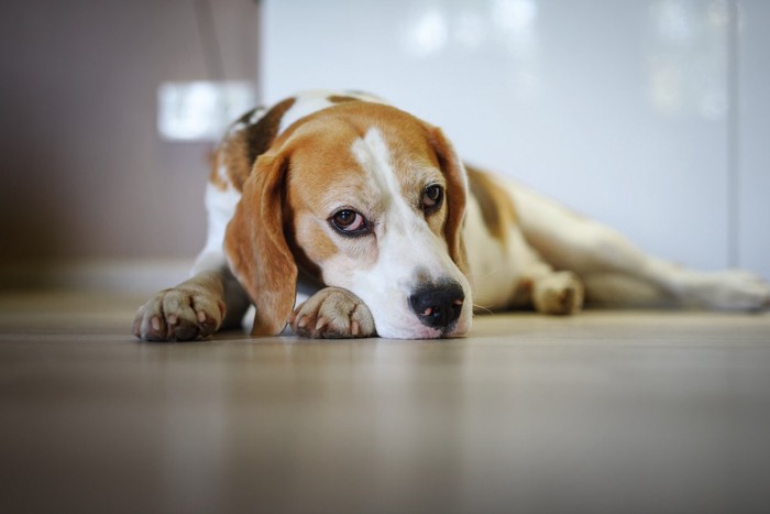 寂しそうにしている犬