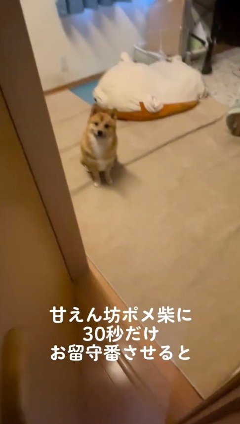 部屋を出て行く飼い主を見つめる犬