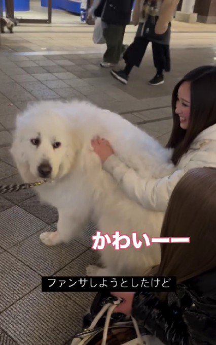 ファンサしようかな？