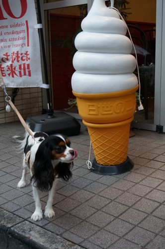 ソフトクリームと犬