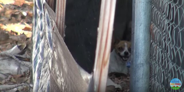 物陰に母犬を発見