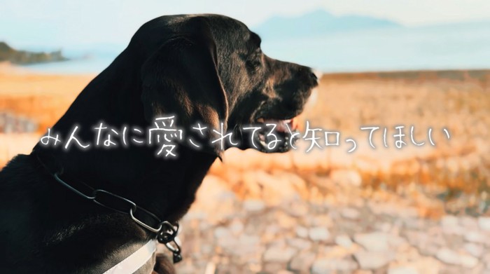 海で遊ぶ大型犬