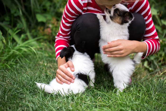 子どもになでられている2頭のパピヨンの子犬