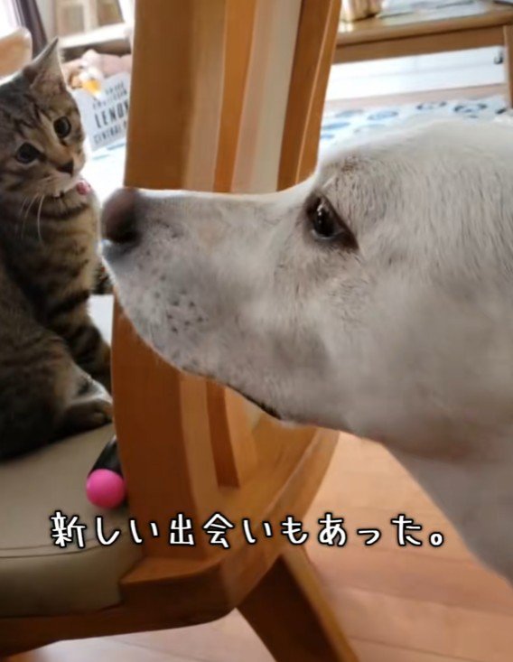 子猫ともすっかり仲良し