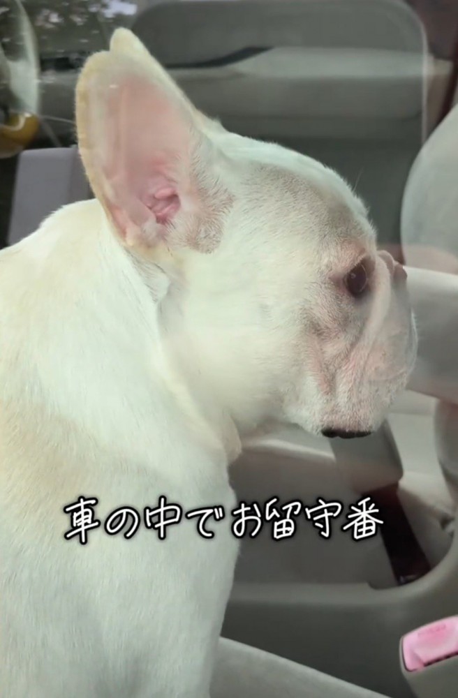 車内を見まわす犬