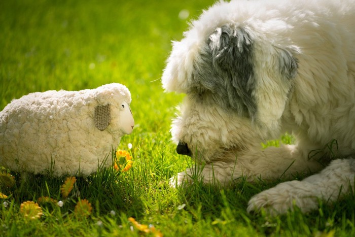 ひつじのぬいぐるみと犬