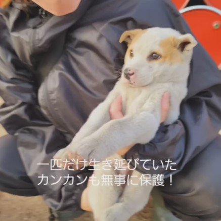 「カンカン」ちゃんという子犬も保護