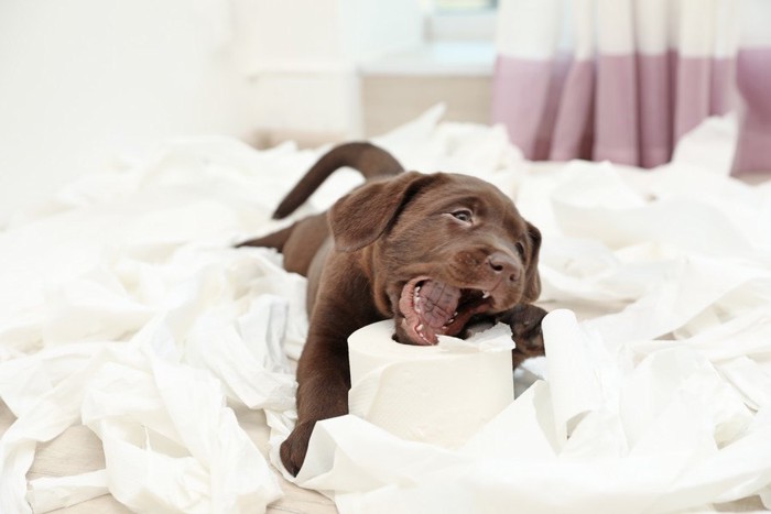 トイレットペーパーまみれの犬