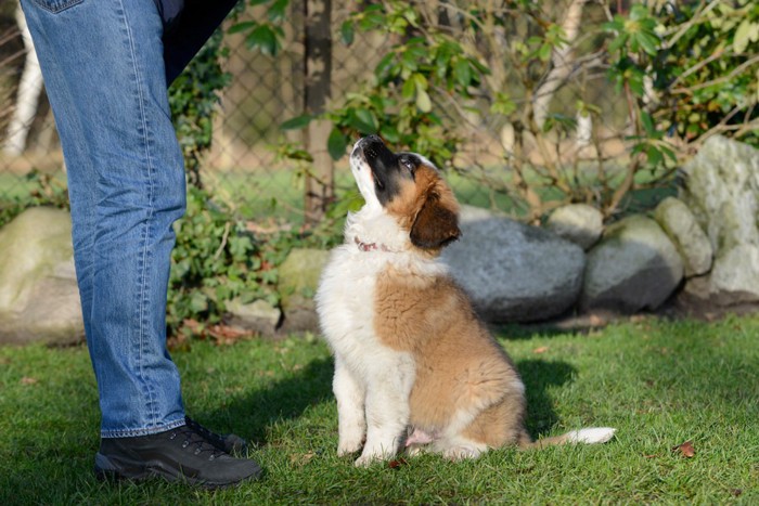 トレーニング中の犬